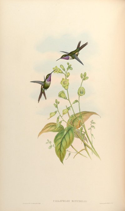 Calliphlox mitchelli door John Gould